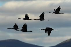 Grulla común - Cranes