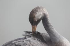 Grulla común - Cranes