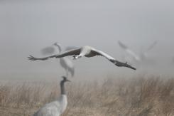 Grulla común - Cranes
