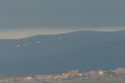 Grulla común - Cranes
