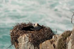 Cigüeña común-White Stork (PDF)