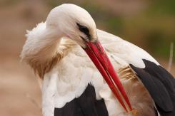 Cigüeña común-White Stork (PDF)