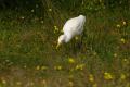 De caza - Hunting
