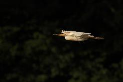 Garcilla bueyera-Cattle Egret (PDF)