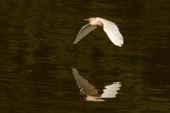 Garcilla bueyera-Cattle Egret (PDF)