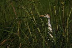 Garcilla bueyera-Cattle Egret (PDF)