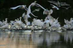 Garcilla bueyera-Cattle Egret (PDF)