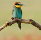 Imagen 1 de la galería de Abejarucos - Bee-eater (PDF)