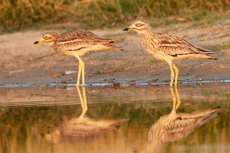 Rubio Fotógrafo Sin dimorfismo