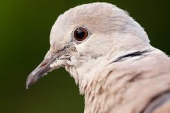 Otras aves (PDF)