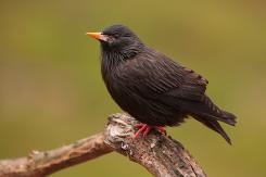 Otras aves (PDF)