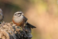 Otras aves (PDF)