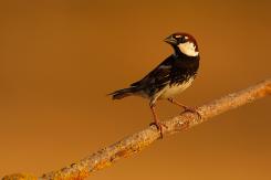 Otras aves (PDF)
