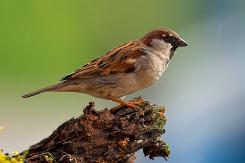 Otras aves (PDF)