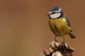 Imagen 11 de la galería de Herrerilo común - Bue tit (Cyanistes caeruleus)