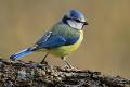 Imagen 8 de la galería de Herrerilo común - Bue tit (Cyanistes caeruleus)