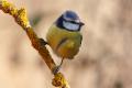 Imagen 9 de la galería de Herrerilo común - Bue tit (Cyanistes caeruleus)