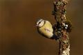 Imagen 6 de la galería de Herrerilo común - Bue tit (Cyanistes caeruleus)