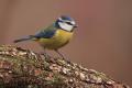 Imagen 4 de la galería de Herrerilo común - Bue tit (Cyanistes caeruleus)