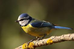 Herrerilo común - Bue tit (Cyanistes caeruleus)