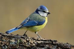 Herrerilo común - Bue tit (Cyanistes caeruleus)