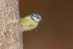 Herrerilo común - Bue tit (Cyanistes caeruleus)