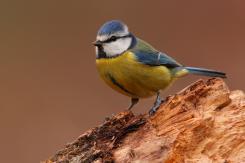 Herrerilo común - Bue tit (Cyanistes caeruleus)
