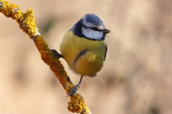 Herrerilo común - Bue tit (Cyanistes caeruleus)