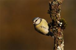 Herrerilo común - Bue tit (Cyanistes caeruleus)