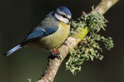 Herrerilo común - Bue tit (Cyanistes caeruleus)