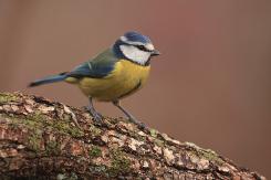 Herrerilo común - Bue tit (Cyanistes caeruleus)