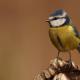 Imagen 5 de la galería de Herrerilo común - Bue tit (Cyanistes caeruleus)