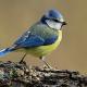 Imagen 8 de la galería de Herrerilo común - Bue tit (Cyanistes caeruleus)