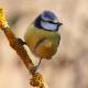 Imagen 7 de la galería de Herrerilo común - Bue tit (Cyanistes caeruleus)