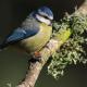 Imagen 2 de la galería de Herrerilo común - Bue tit (Cyanistes caeruleus)