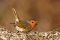 Petirrojo (Erithacus rubecula)