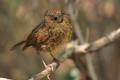 Pollo de petirrojo (Erithacus rubecula)