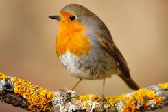 Petirrojo - Robin (Erithacus rubecula)