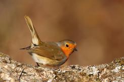 Petirrojo - Robin (Erithacus rubecula)