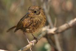 Petirrojo - Robin (Erithacus rubecula)