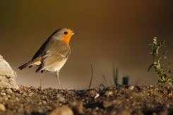 Petirrojo - Robin (Erithacus rubecula)