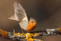 Petirrojo - Robin (Erithacus rubecula)