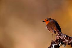 Petirrojo - Robin (Erithacus rubecula)