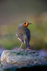 Petirrojo - Robin (Erithacus rubecula)