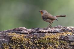 Petirrojo - Robin (Erithacus rubecula)