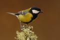 Imagen 1 de la galería de Carbonero común - Great tit (Parus major)