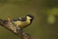 Imagen 12 de la galería de Carbonero común - Great tit (Parus major)