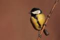 Imagen 5 de la galería de Carbonero común - Great tit (Parus major)