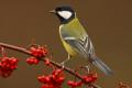 Imagen 4 de la galería de Carbonero común - Great tit (Parus major)