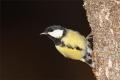 Imagen 3 de la galería de Carbonero común - Great tit (Parus major)